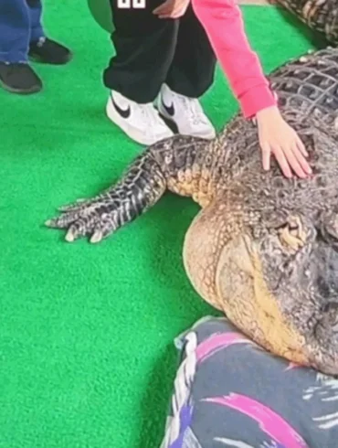 This Albert Alligator Hamburg NY Was Taken by the State
