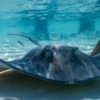 NC Aquarium Pregnant Stingray