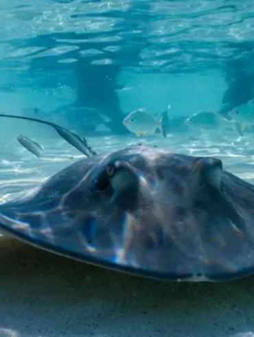 NC Aquarium Pregnant Stingray