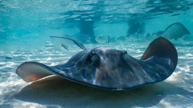 NC Aquarium Pregnant Stingray