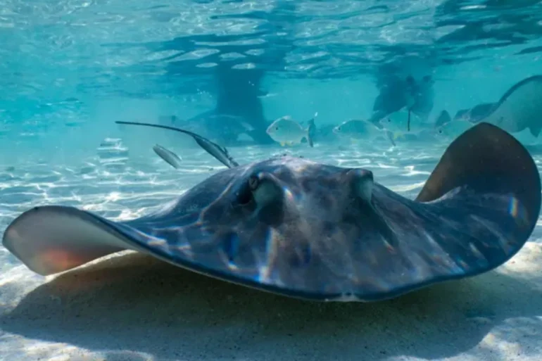 NC Aquarium Pregnant Stingray